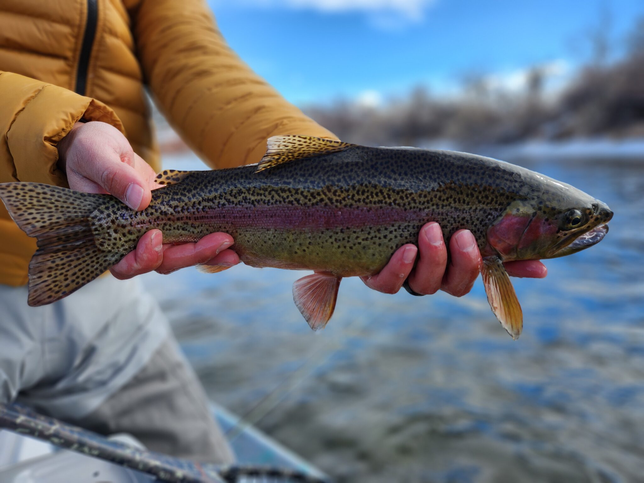 Homepage - Greybull Valley Trout Guides